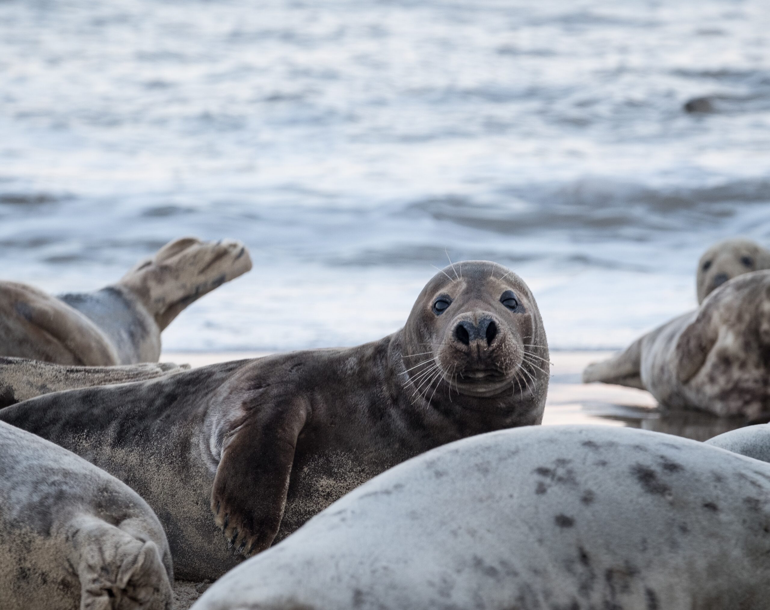 Leones marinos en la bahia de topolobampo