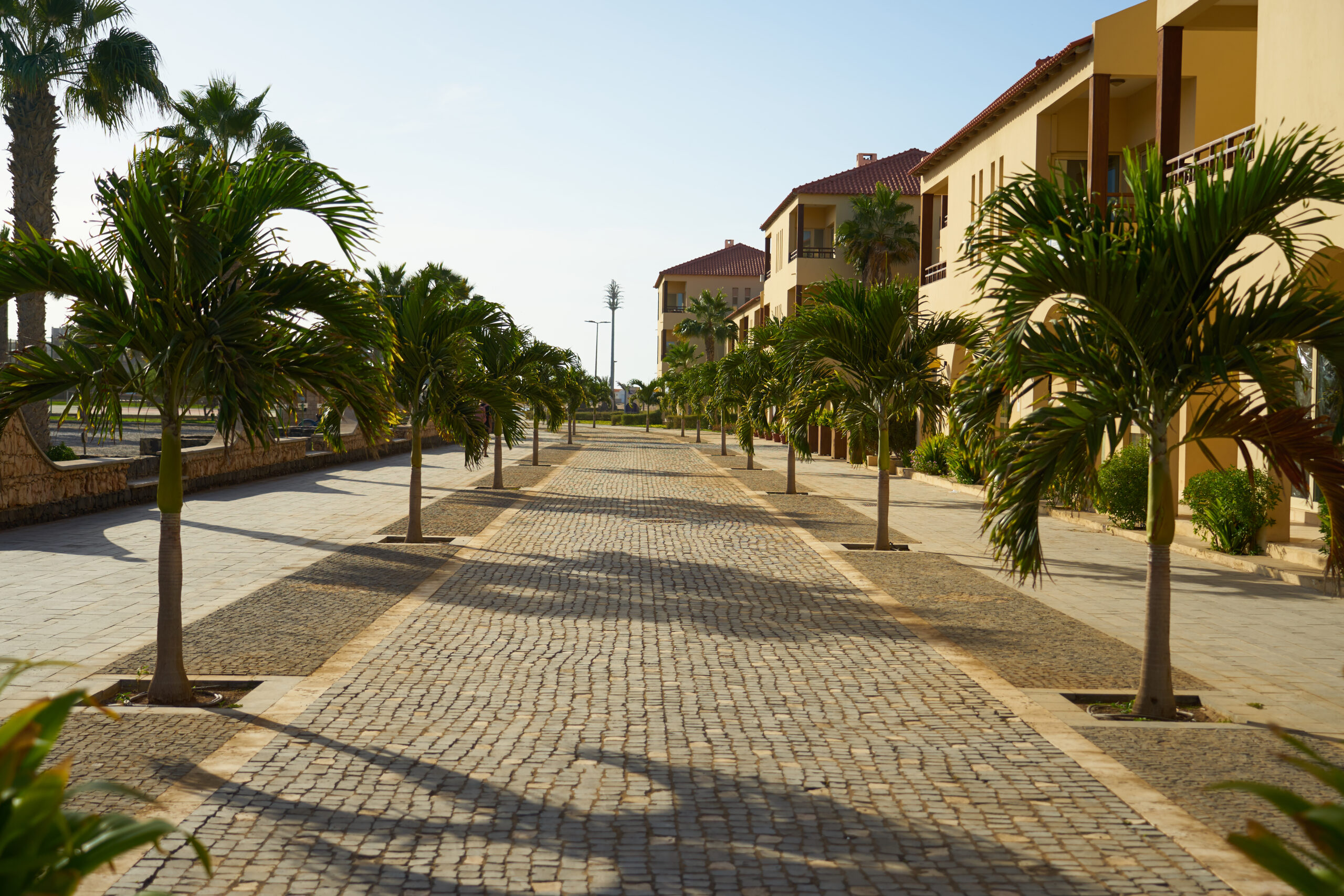 A street with palm trees in the town of Santa Maria on the island of Sal in Cape Verde.
