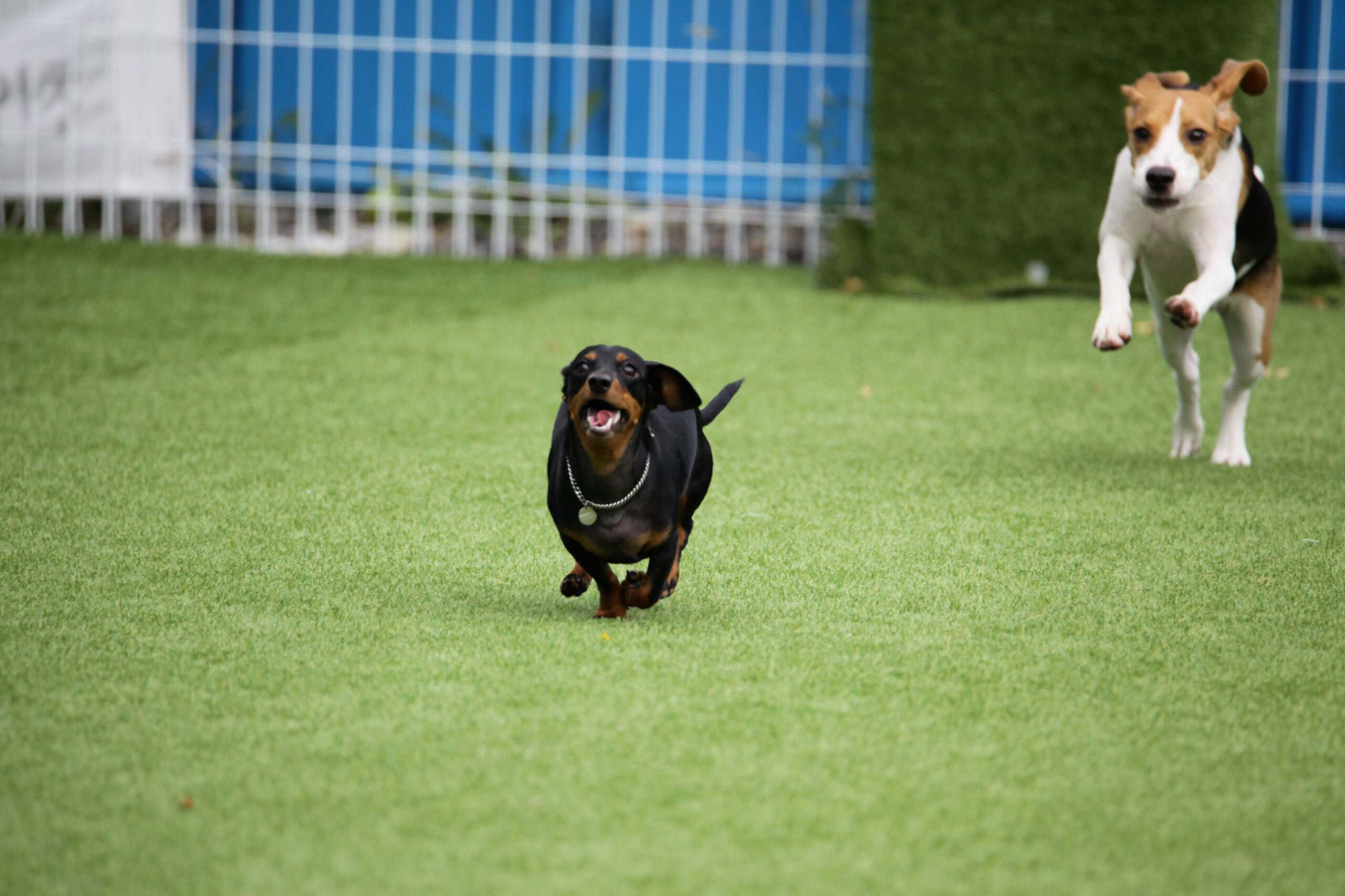 portrait-dog-grass