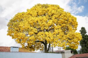 
Arbol-Guayacan-flor-amarilla