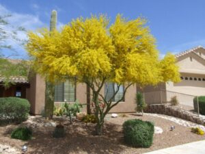 Arbol Palo Verde al frente del hogar para dar sombra y refrescar el hogar 