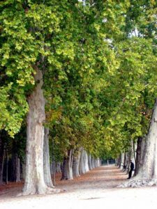 Árbol Plátano de sombra