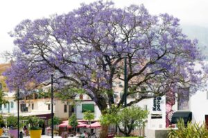 Árbol de Jacaranda