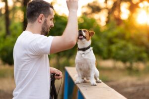 Entrenador de mascotas enseñando obediencia y comportamiento