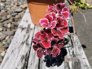 Geranios Pelargonium adornan casas pequeñas con encanto