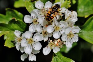 Polinización con abejas Centro de Convenciones Vancuver